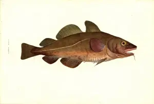 Gadus Prints: Gadus morhua, cod