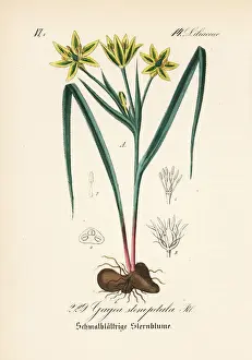 Gagea pratensis