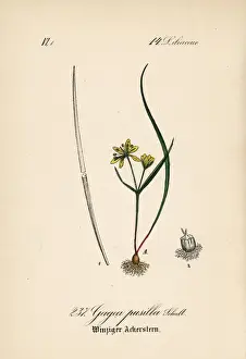 Gagea pusilla