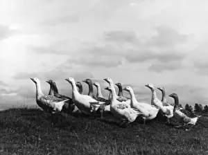 A Gaggle of Geese