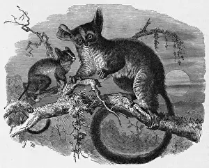 GALAGO