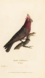 Psittacus Prints: Galah bird, Eolophus roseicapilla