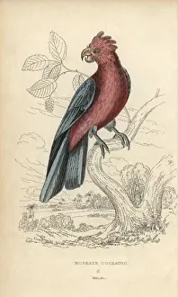 Parrots Prints: Galah, Eolophus roseicapilla