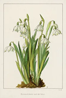 Flowers and Plants Gallery: Galanthus Cluster
