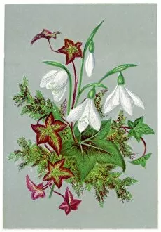 Flowers and Plants Gallery: Galanthus & Ivy