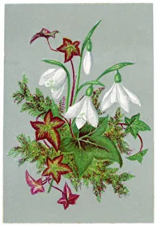 Flowers and Plants Gallery: Galanthus & Ivy