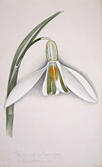 Amaryllidaceae Gallery: Galanthus nivalis, snowdrop