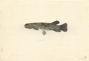 Forster Collection: Galaxias argenteus, giant kokopu