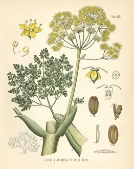 Galbanum, Ferula gummosa