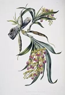 North America Gallery: Galeandra baueri, orchid