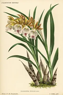 Galeandra nivalis orchid