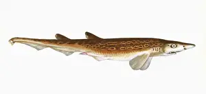 Dogfish Prints: Galeus melastomus, a species of dogfish