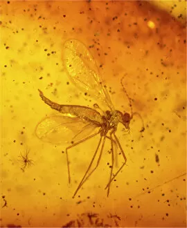 Fossilised Gallery: Gall midge in Baltic amber