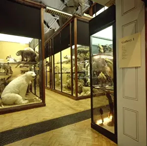 Indoor Prints: Gallery 1, The Natural History Museum at Tring