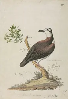 Gallicolumba erythroptera, Polynesian ground dove