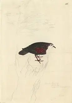 Forster Prints: Gallicolumba erythroptera, Polynesian ground dove