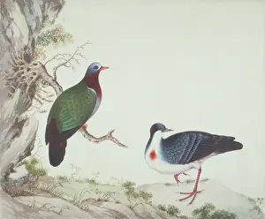 Dove Prints: Gallicolumba luzonica, luzon bleeding-heart and another dove