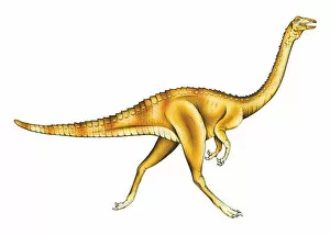 Archosauria Collection: Gallimimus