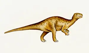 Gallimimus