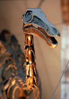 Gallimimus