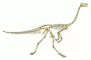 Gallimimus skeleton