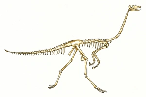 Gallimimus skeleton Gallimimus skeleton