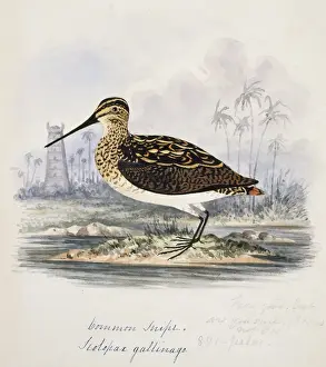 Shore Bird Prints: Gallinago gallinago, common snipe