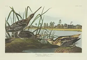 Gallinago gallinago, common snipe