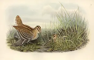 Gallinago gallinago, common snipe