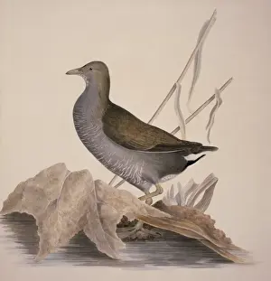 Gallinula chloropus, common moorhen