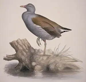 Gallinula chloropus, common moorhen
