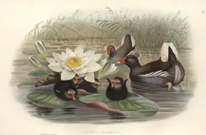 Gallinula chloropus, common moorhen