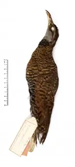 Gallirallus dieffenbachii, Dieffenbachs rail