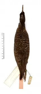 Gallirallus dieffenbachii, Dieffenbachs rail