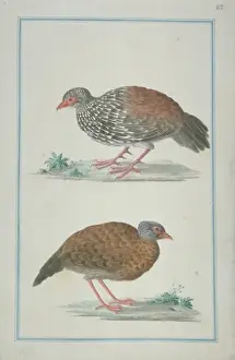 Loten Prints: Galloperdix bicalcarata, Ceylon spurfowl