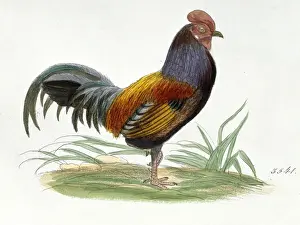 Gallus gallus, red junglefowl