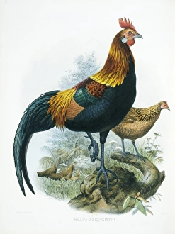 A Monograph Of The Phasianidae Gallery: Gallus gallus, red junglefowl