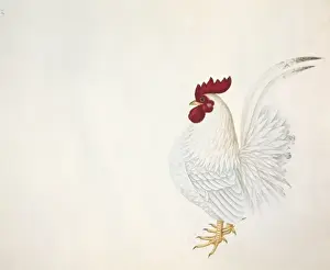 Flesh Prints: Gallus gallus, red junglefowl
