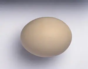 Fowl Prints: Gallus gallus, red junglefowl egg