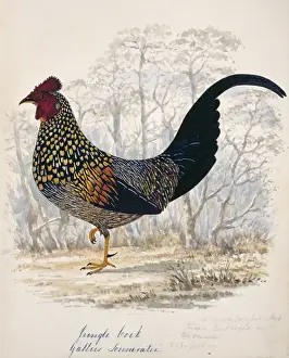 Flesh Prints: Gallus sonneratii, grey junglefowl