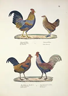 Gallus sonneratii, grey junglefowl, G. gallus bankiva, red j