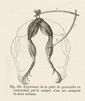 Luigi Prints: Galvani / Frog Exp. - 4