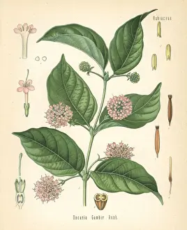 Gambier or gambir, Uncaria gambir