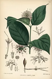 Gambier, pale catechu, terra japonica or gambir