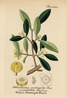 Garcinia Prints: Gamboge, Garcinia morella