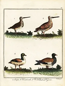 Recreation And Amusement Prints: Game birds: snipe, woodcock, wild duck and wigeon