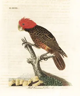 Psittacus Prints: Gang-gang cockatoo, Callocephalon fimbriatum