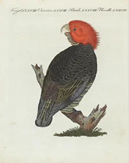 Gang-gang cockatoo, Callocephalon fimbriatum