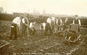 Gang Collection: Gang of men with shovels planting tomatoes, Evesham
