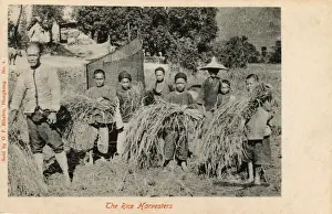 Harvesting Prints: A gang of young rice harvesters - Rural China